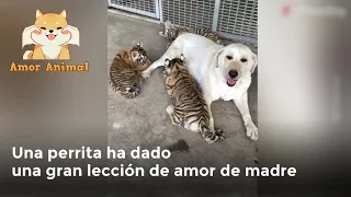 "Gran acto de amor" Perrita adopta a tres cachorros de tigre.!!