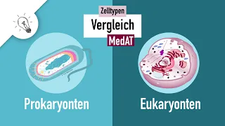 Zelltypen I - Prokaryonten vs. Eukaryonten | MedAT | Biologie