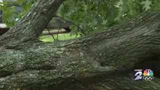 Tree damage in NW Harris County from powerful storms