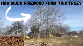 START to FINISH processing this tree. #firewood #stihl