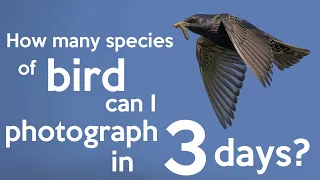 How many species of birds can I photograph in three days?  Nikon Z8