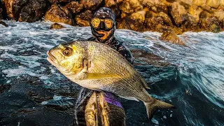 Spearfishing Croatia vs New Carbon Speargun September 2023 4K 🇭🇷