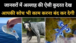 Top 10 Amazing proofs of Allah's Existence | आंखे फटी की फटी रह जायेगी | Miracle of Allah in animals