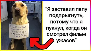 ЖИВОТНЫЕ, КОТОРЫЕ ПРОВИНИЛИСЬ - СМЕШНАЯ ПОДБОРКА ФОТОГРАФИЙ