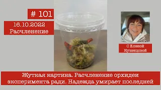 # 101 Жуткая картина. Расчленение орхидеи эксперимента ради. Надежда умирает последней