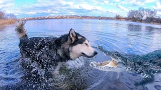 СОБАКА НЫРНУЛА В БОЛОТО