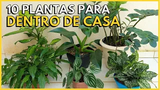 10 PLANTAS PERFEITAS PARA CULTIVAR DENTRO DE CASA