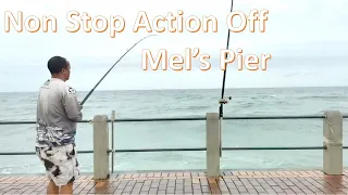 Non Stop Action | Night Time Pier Fishing