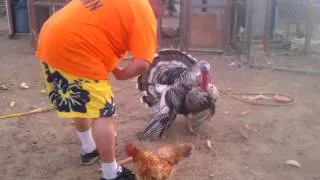 Crazy Turkey trying to mate with Chicken :o