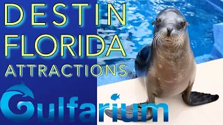 Visiting the Gulfarium in Destin, Florida || Full Tour