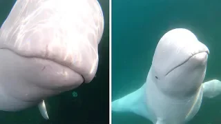 Cheeky Beluga Whale Steals GoPro