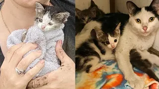 A lone kitten who was stuck in a drain pipe, got help and was reunited with her cat family