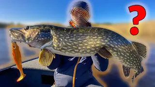 WHO IS THE BEST PIKE ANGLER? (Tobias vs Philip vs Edvin) | Team Galant