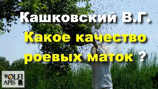 #Кашковский В.Г. Какое качество роевых маток ?