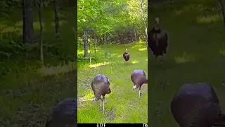 Turkeys and Coyotes