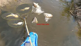 Fishing Fish || Cận Cảnh Kích Cá Hút Tận Vợt Đẹp Như Mơ