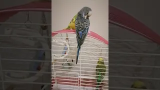 pırpırım 🦜 mavişim🐦sütlaç🕊limon 🐥