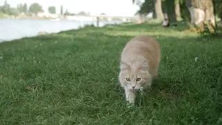 Kann man mit (Wohnungs-)Katzen spazieren gehen?