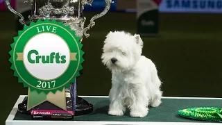 Eukanuba World Challenge Live Draw | Crufts 2017