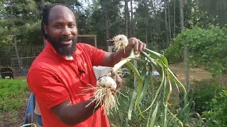 The Garlic is Ready! Come Harvest Our 1st Round With Us