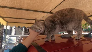 Super excited cat always asking to get petted