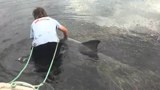 Man Saves Distressed Dolphin From being trapped on a "Seaweed" Sand Bar.