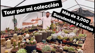 Tour por mi colección de suculentas y cactus / tengo mas de 3 MIL con 19 años de edad