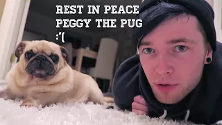 Rest in peace peggy the pug 🐶😢😭💔(dantdm)