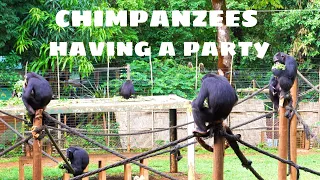 Here is What I Saw In A Chimpanzee Sanctuary in Freetown Sierra Leone