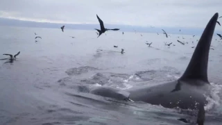 Orca vs turtle in Galapagos.