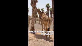 World’s Largest Safari Outside Africa Is In Sharjah | Curly Tales UAE #shorts