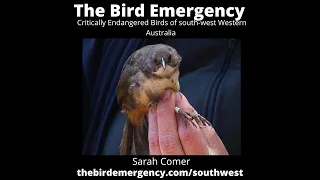 082 - The Critically Endangered birds of SW Western Australia wth Sarah Comer