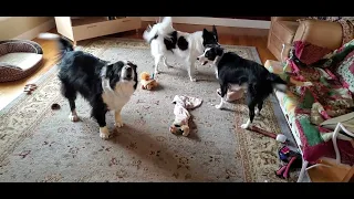 Zephyr and Pip playing, Zoë yelling ;-)