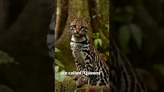 Ocelot: The mini jaguar