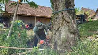 Cut down 3 Trees lined up quickly and easily.