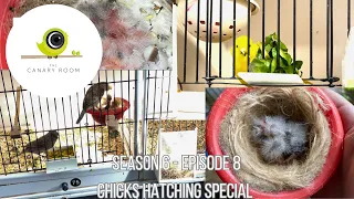 The Canary Room Season 6 Episode 8 - The first chicks of the season