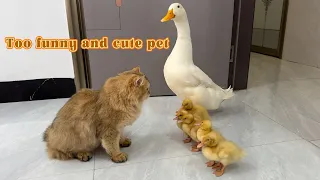 Funny cat instructs mother duck and ducklings in a meeting.😂Cute and interesting animal videos