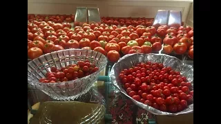 How To Can Tomatoes - The Easy Way