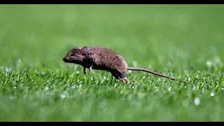 Animals on the Football Pitch ● Funny Moments ● HD