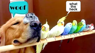 Cute Parrots Videos Compilation cute moment of the animals - Soo Cute! #1