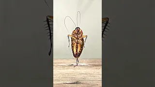 Jisoo flower dance challenge - cockroach version