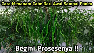 Cara Menanam Cabe Dari Awal Sampai Panen