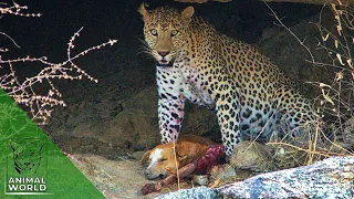 Leopard attacks a domestic dog in the backyard | Animal World