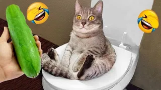 Best Funny Animals 2024 😍 Funniest Dogs and Cats 😻🐶