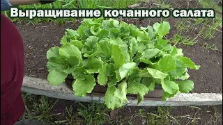 Высаживаем кочанный салат