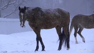 Звуки пурги, падающего снега для сна. The sounds of a blizzard, falling snow for falling asleep.