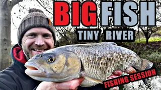 Fishing a river for BIG fish | Fishing for Chub | Fishing with bread | Rob Wootton