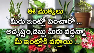 Magical Indoor Plants To Attract Love, Joy And Prosperity! | Oneindia Telugu