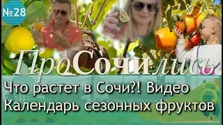 Какие фрукты растут в Сочи. Календарь сезонных фруктов. Сочи в ноябре || видео блог ПроСОЧИлись