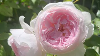 Best Performing Roses in my Garden and Why | English Rose Garden Tour | David Austin roses